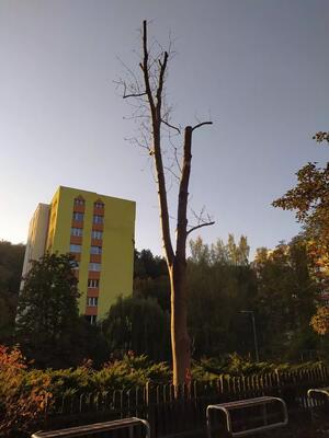 Ze względów bezpieczeństwa wyciętych zostanie 6 martwych drzew przy ul. Michałowskiego...