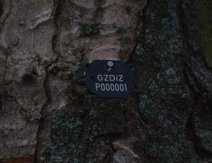 Pierwsze arbotagi na gdańskich drzewach ...