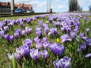 Tysiące kwiatów ozdobi Gdańsk...