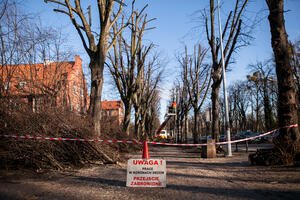 Wycinka obumarłych drzew w lasku przy ul. Niedziałkowskiego...