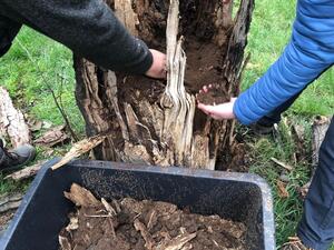 Przenieśliśmy siedlisko pachnicy dębowej, uprzątnęliśmy powalone drzewa z Wielkiej Alei Lip...