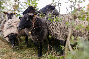 Owce zaopiekowały się zielonym terenem nad Opływem Motławy...