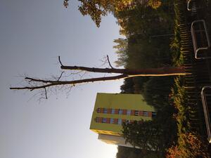 Ze względów bezpieczeństwa wyciętych zostanie 6 martwych drzew przy ul. Michałowskiego...