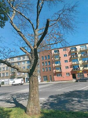 Ze względów bezpieczeństwa usunięte zostaną 22 martwe drzewa na ul. Długie Ogrody...