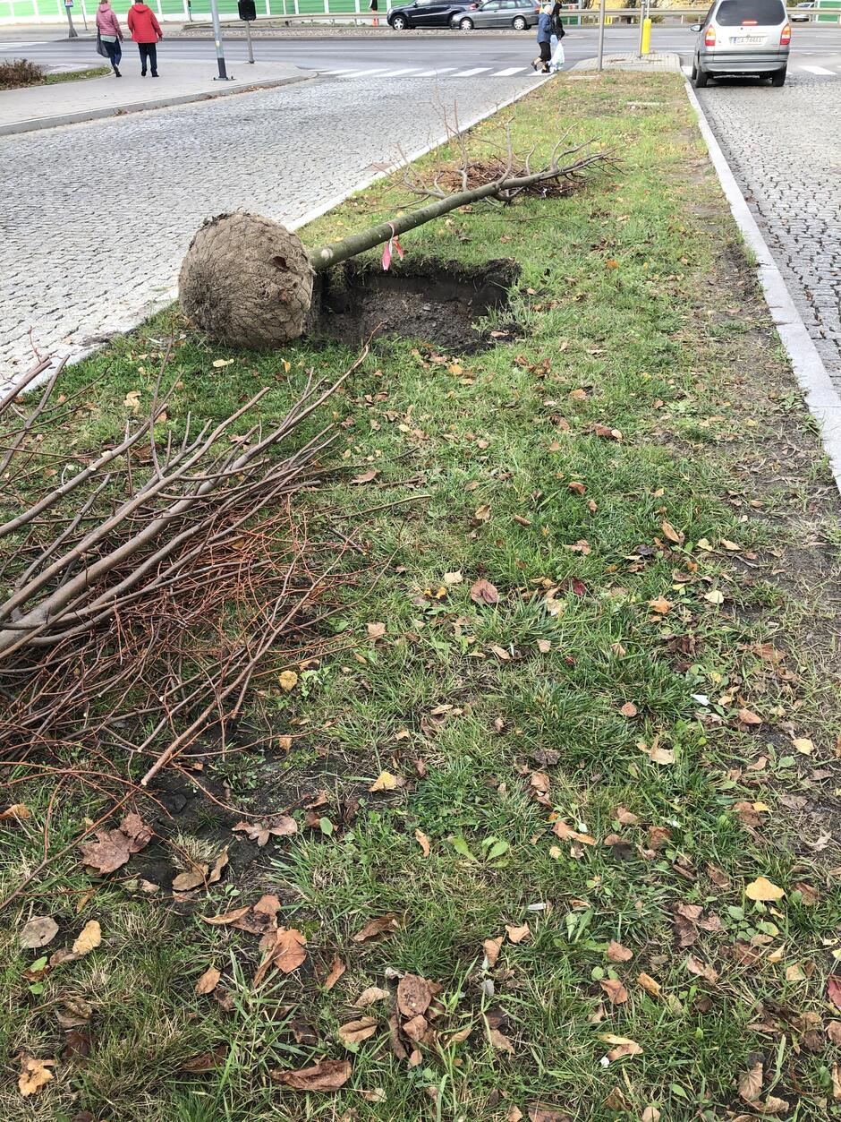 Nasadzenia drzew w Gdańsku