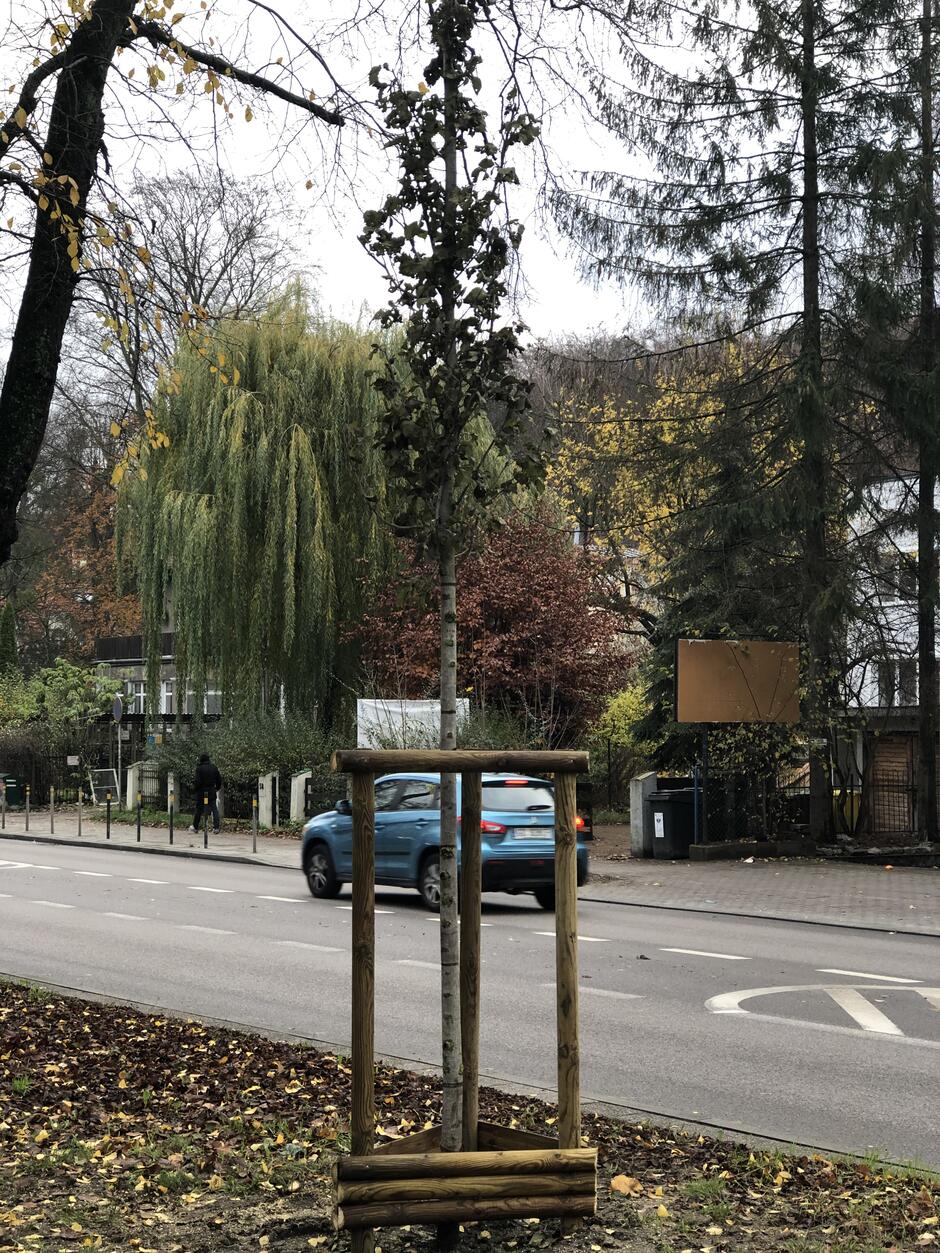 Nasadzenia drzew w Gdańsku